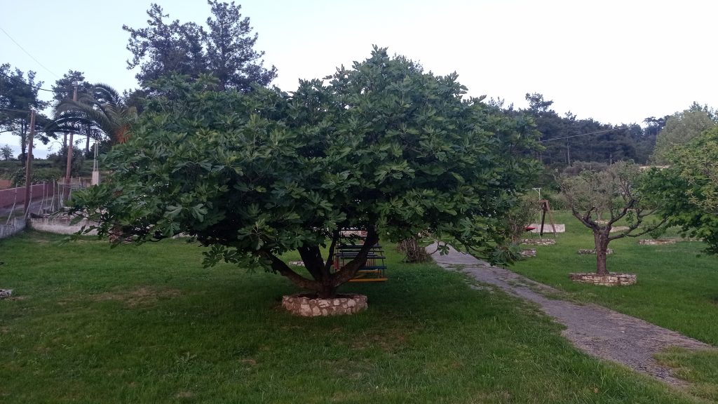 Der Feigenbaum im Garten ist vom Bäumchen zum Baum geworden.